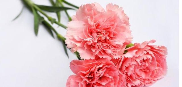 康乃馨花语代表什么？（解读康乃馨的花语及意义）