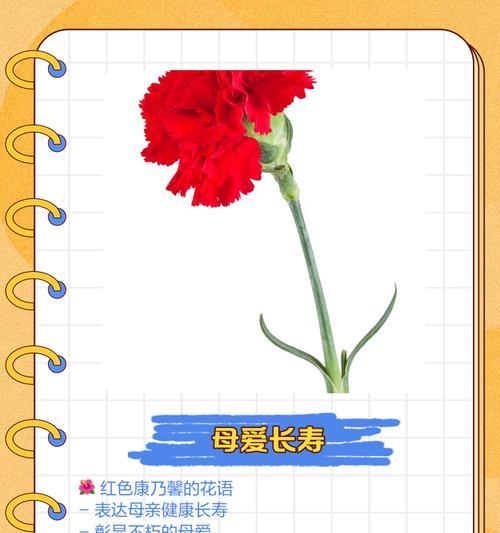 康乃馨花语代表什么？（解读康乃馨的花语及意义）