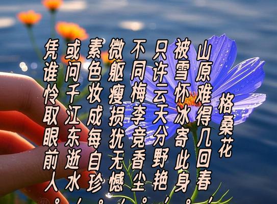 格桑花的寓意和花语（探索格桑花的象征与美丽）