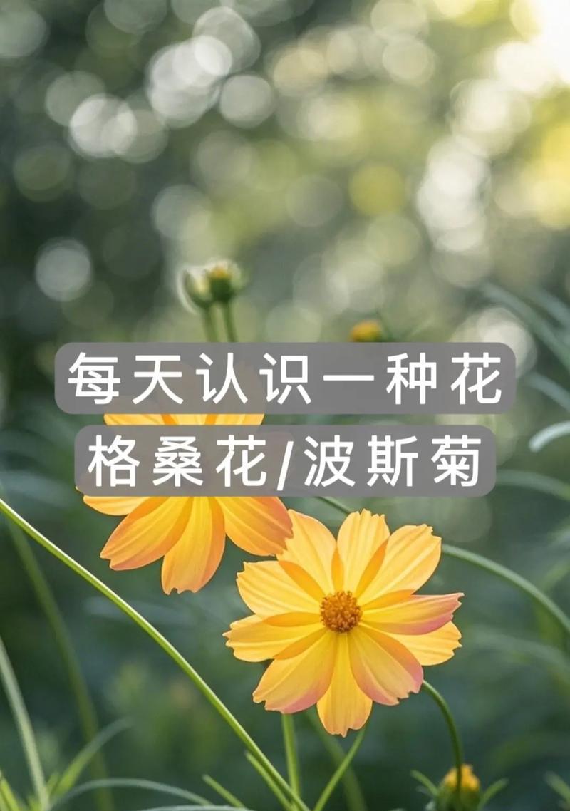 格桑花的寓意和花语（探索格桑花的象征与美丽）