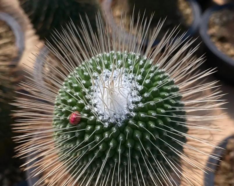 仙人球开花的白色寓意（美丽的花朵中的神秘象征）