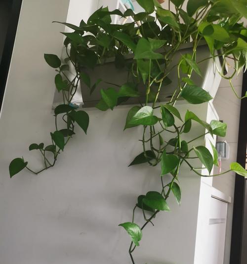 绿萝开花的神秘预示（叶落花开的奇迹｜绿萝开花与好运气）