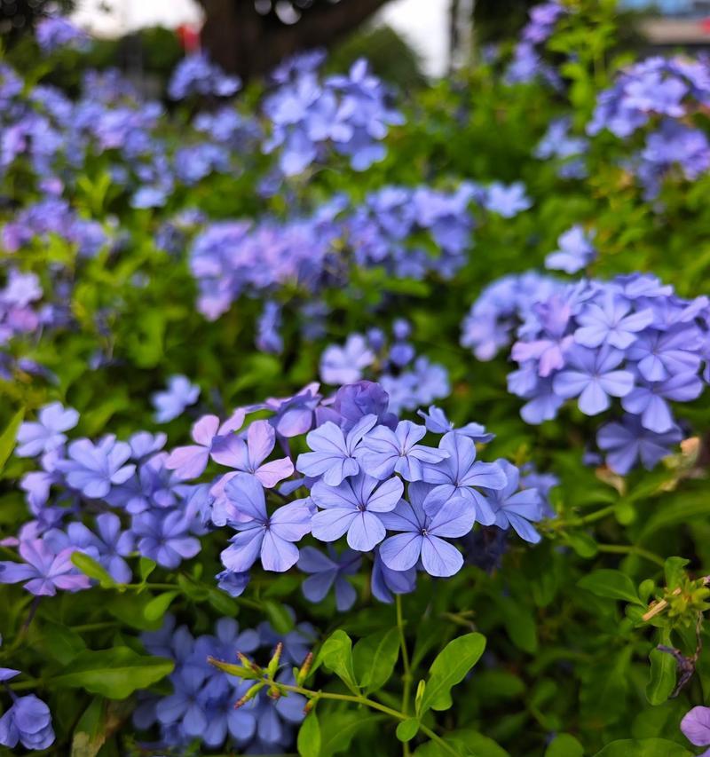 绿萝开花的神秘预示（叶落花开的奇迹｜绿萝开花与好运气）