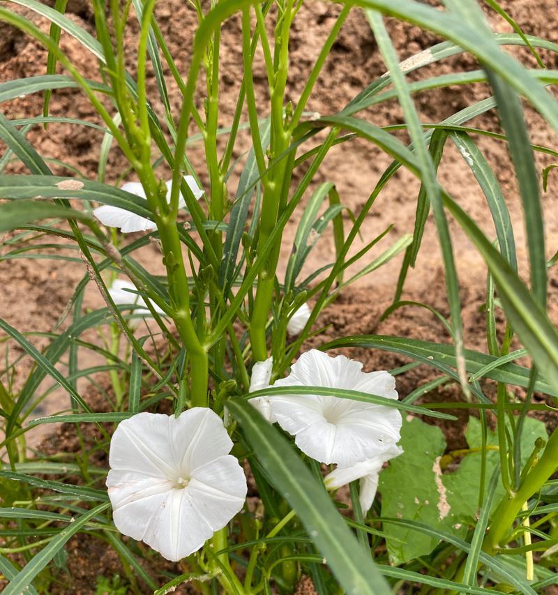 绿萝开花的神秘预示（叶落花开的奇迹｜绿萝开花与好运气）
