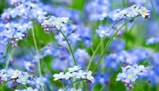 以百合花的花语为主题的文章（原谅我）