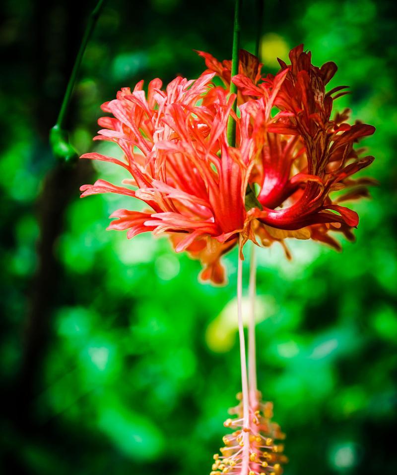以百合花的花语为主题的文章（原谅我）