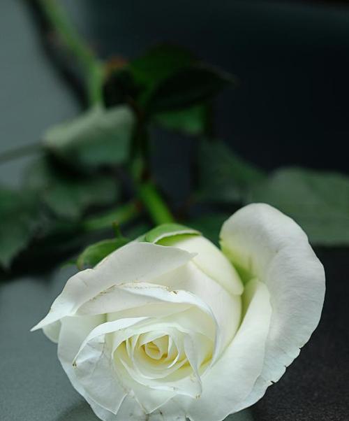 以百合花的花语为主题的文章（原谅我）