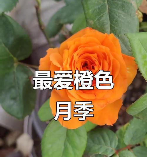 橙色的月季花（探寻橙色月季花的意义与魅力）