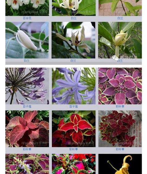 花开寄祝福，花语祝福之美（以花语传递祝福，让花朵讲述我们的心意）