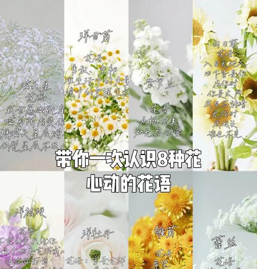 满天星花语（满天星花语的深刻意义与传达方式）