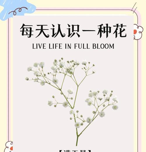 满天星花语（满天星花语的深刻意义与传达方式）