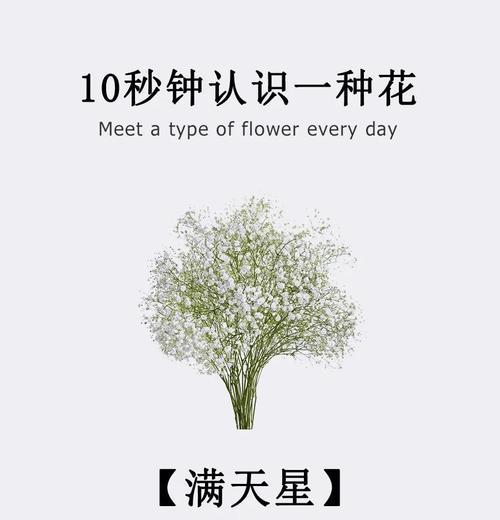 满天星花语（满天星花语的深刻意义与传达方式）