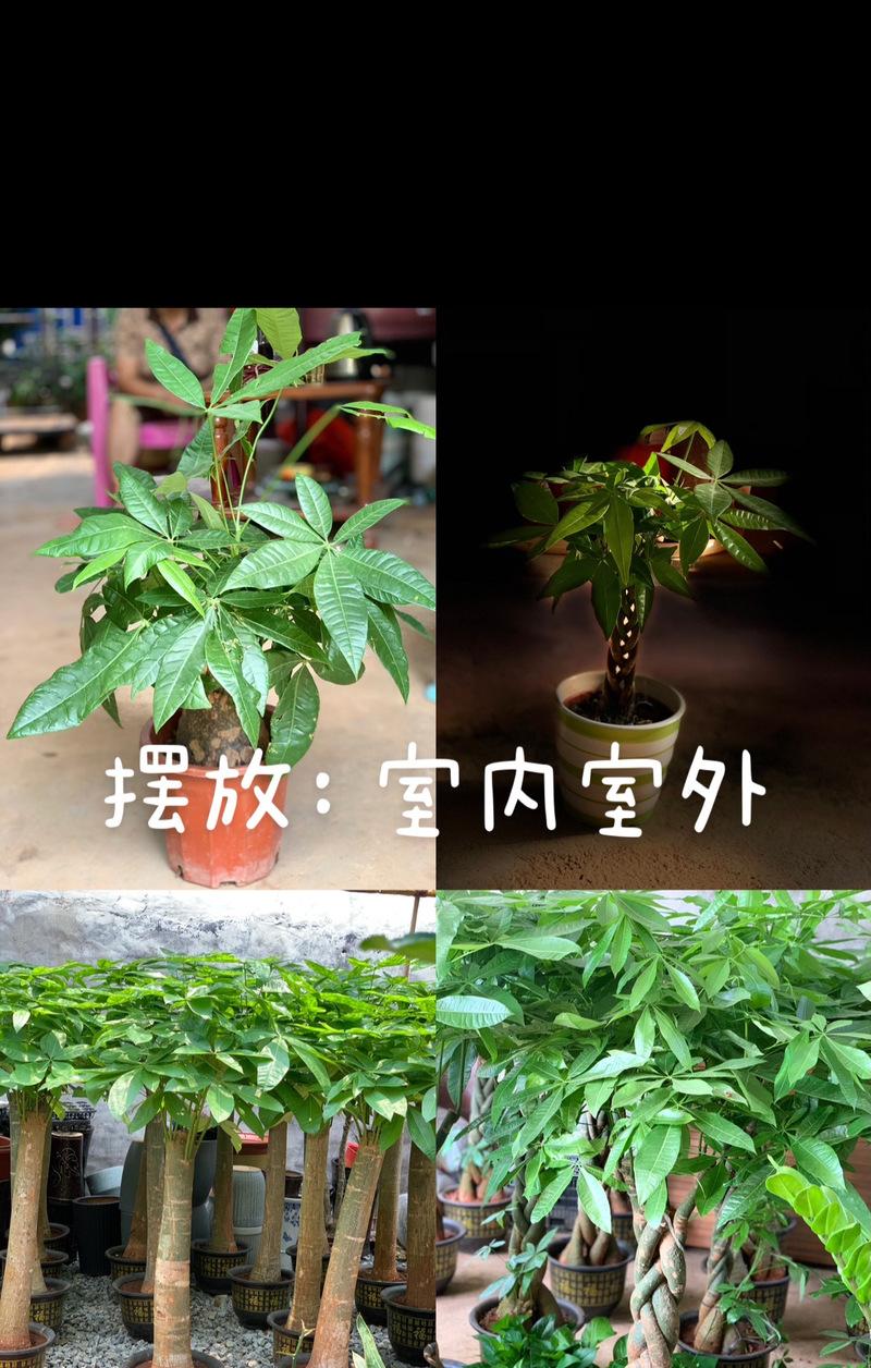 发财树的风水寓意与象征（探索发财树的秘密，助你财源滚滚来）