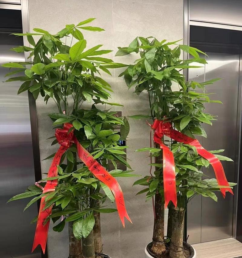 发财树的风水寓意与象征（探索发财树的秘密，助你财源滚滚来）