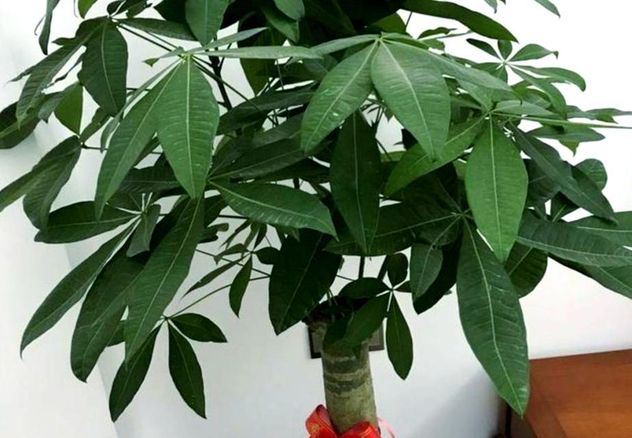 发财树的风水寓意与象征（探索发财树的秘密，助你财源滚滚来）