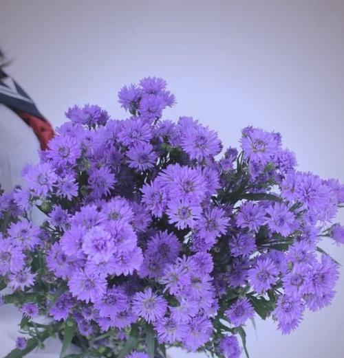 孔雀草的花语及其象征意义（了解孔雀草的花语，品味其美丽与内涵）