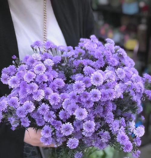 孔雀草的花语及其象征意义（了解孔雀草的花语，品味其美丽与内涵）