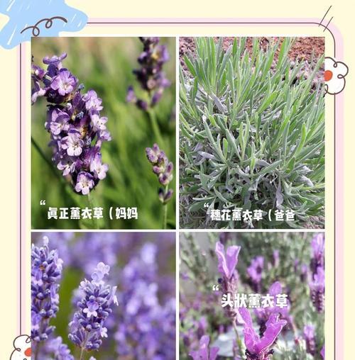 女生喜欢薰衣草（薰衣草之恋）