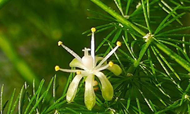 文竹花的寓意与象征意义（揭秘文竹花的美丽含义和哲理）