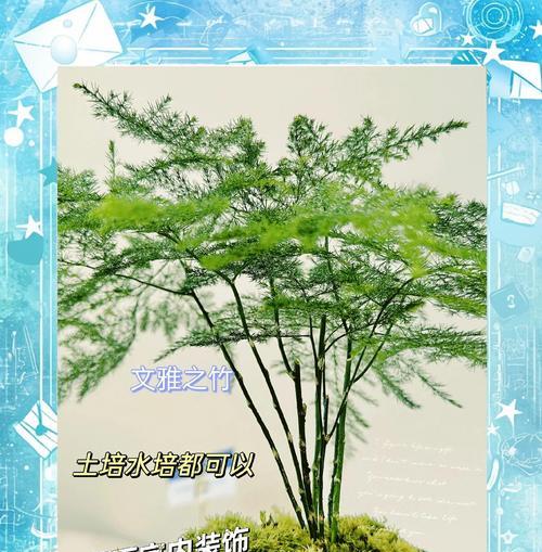 文竹花的寓意与象征意义（揭秘文竹花的美丽含义和哲理）