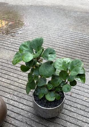 以代表礼仪的植物（传统文化中的象征与礼仪之花）