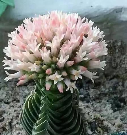 仙人掌开花之花语（解读仙人掌开花背后的深意）