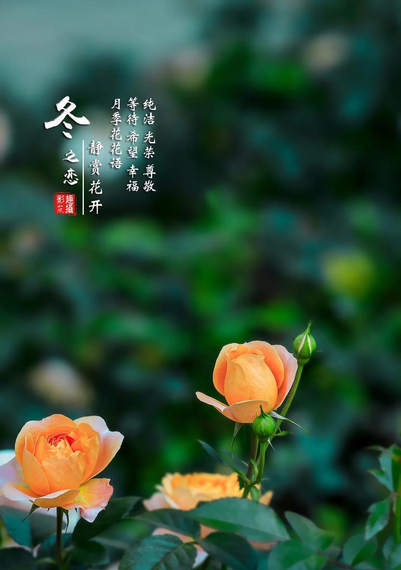 月季花的花语与寓意（探索月季花的深层含义）