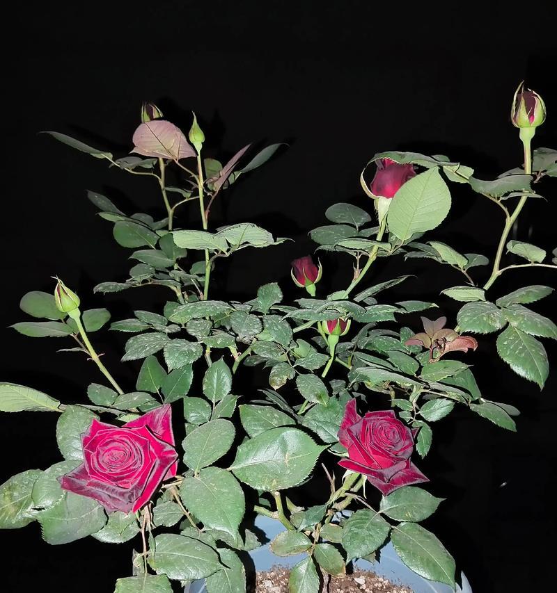 月季花的花语与寓意（探索月季花的深层含义）