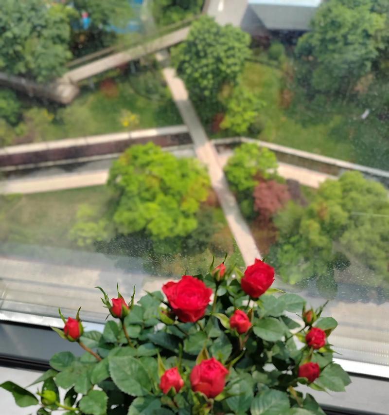 月季花的花语与寓意（探索月季花的深层含义）
