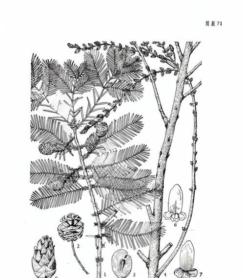 水杉树的花语与象征意义（探索水杉树花语的深意与美丽）