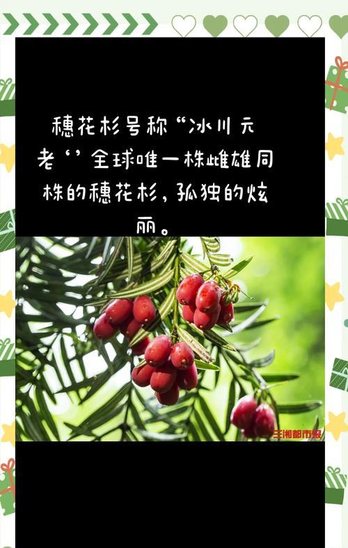 水杉树的花语与象征意义（探索水杉树花语的深意与美丽）