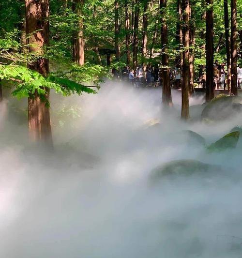 水杉树的花语与象征意义（探索水杉树花语的深意与美丽）