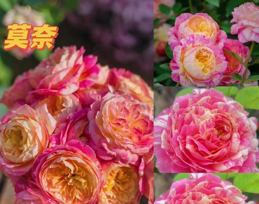 粉色月季的花语（探索粉色月季的15个花语，感受爱的力量）