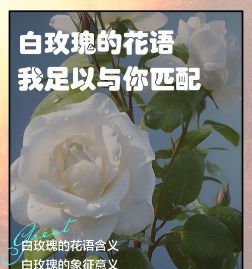 探秘白玫瑰的花语（白玫瑰的神秘意义及其象征之道）