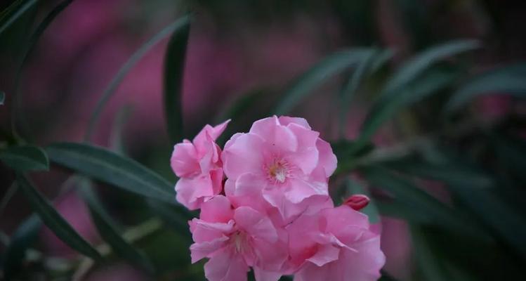 夹竹桃的花语和寓意（探寻夹竹桃的花语，感受其寓意）