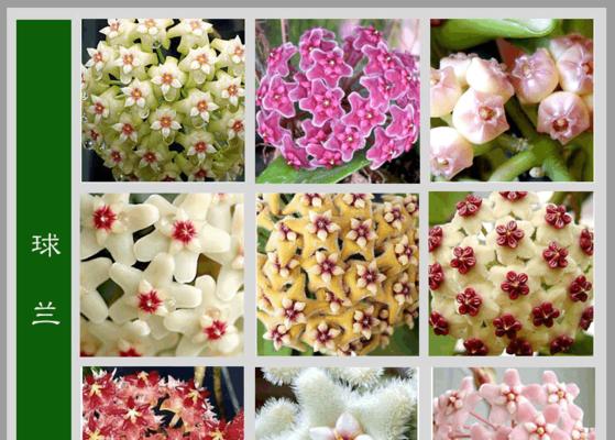 蓝色鸢尾花（传递希望和宁静的美丽花朵）
