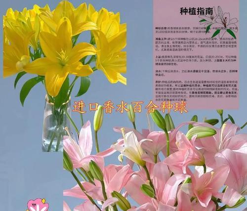 百合花的花语与象征（探寻百合花的内涵和意义）