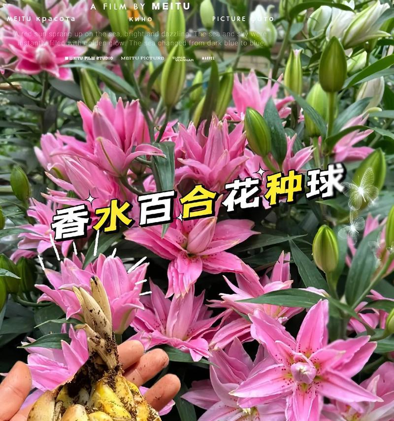 百合花的花语与象征（探寻百合花的内涵和意义）