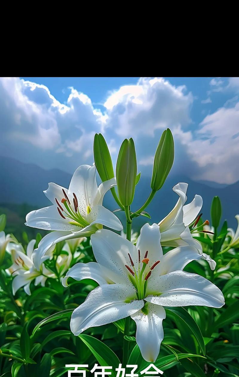 百合花的花语与象征（探寻百合花的内涵和意义）