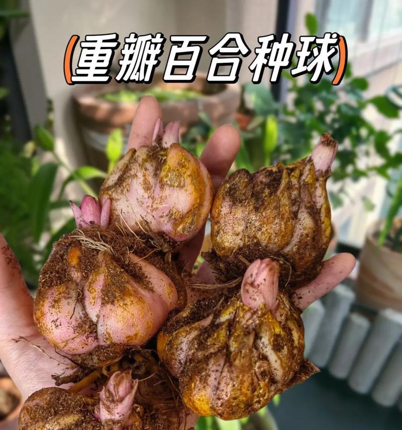 花语之美（以花语传递真挚情感，月季玫瑰百合的意义深远）
