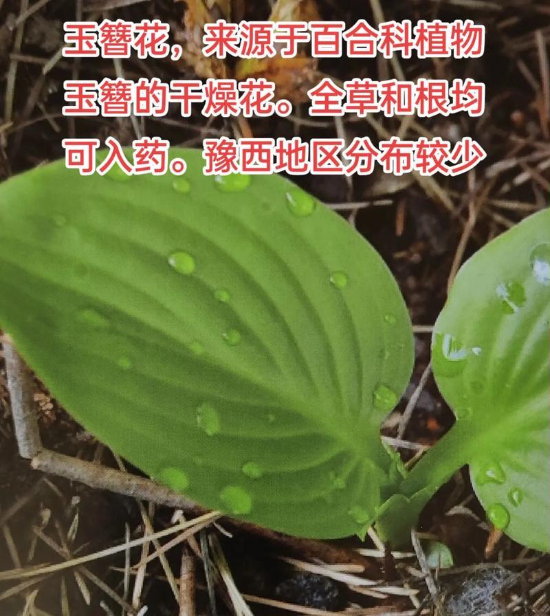 玉簪花的花语（玉簪花的象征和意义，令人心生敬仰的美丽之花）