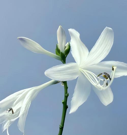 玉簪花的花语（玉簪花的象征和意义，令人心生敬仰的美丽之花）