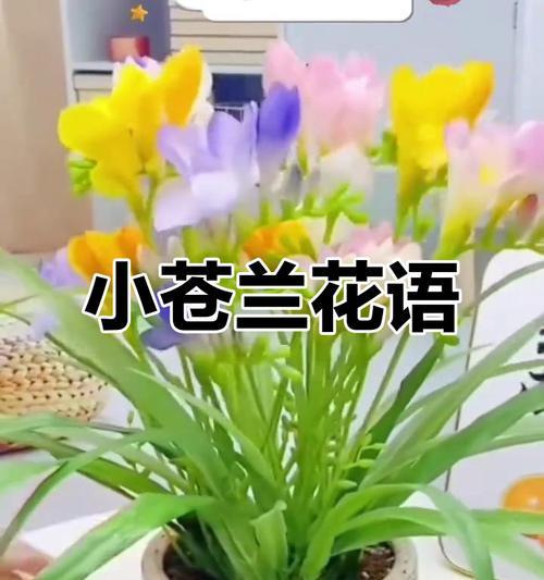 小苍兰花语与传说（一朵温婉而神秘的花，寄托着爱与希望）