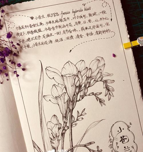 小苍兰花语与传说（一朵温婉而神秘的花，寄托着爱与希望）