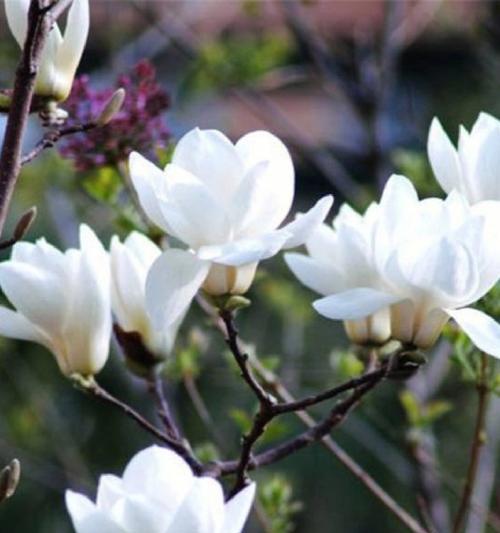 白玉兰花寓意的探索（白玉兰花的美丽与深意）