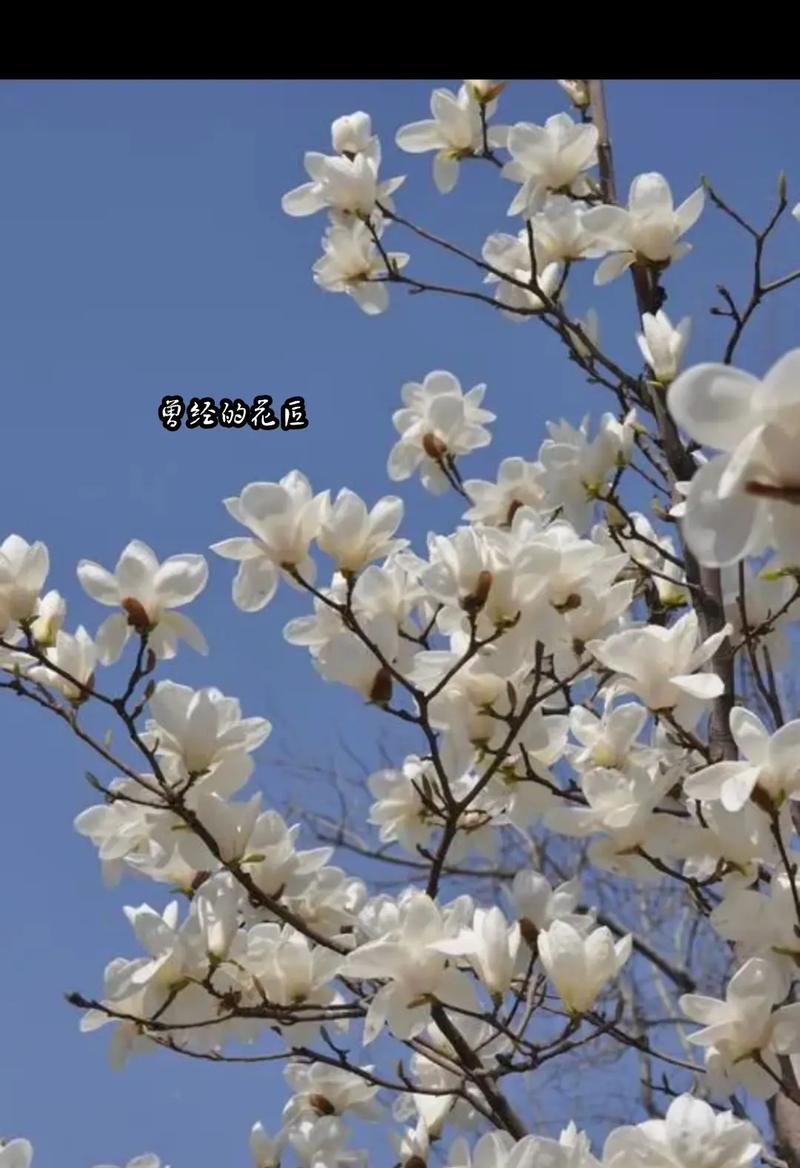 白玉兰花寓意的探索（白玉兰花的美丽与深意）
