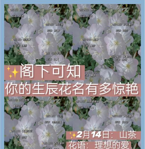 雏菊（揭示雏菊背后的象征意义与人们对其的喜爱）