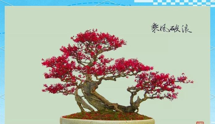红花继木（传递坚韧与美丽的生命力）