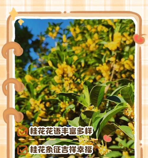 桂花的花语与寓意（桂花的美丽花语及其象征的丰收和温馨）