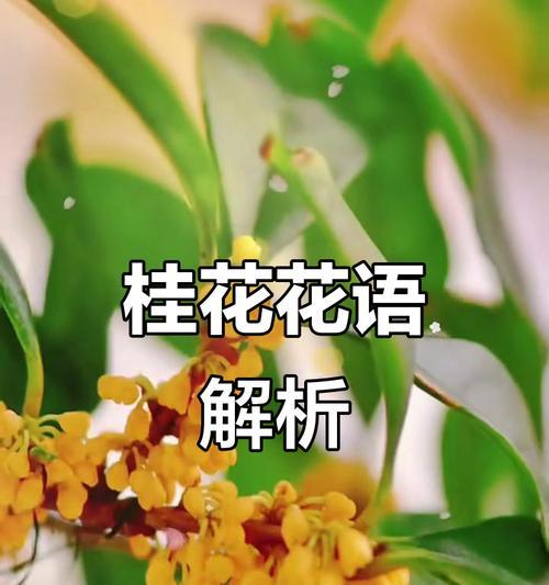 桂花的花语与寓意（桂花的美丽花语及其象征的丰收和温馨）